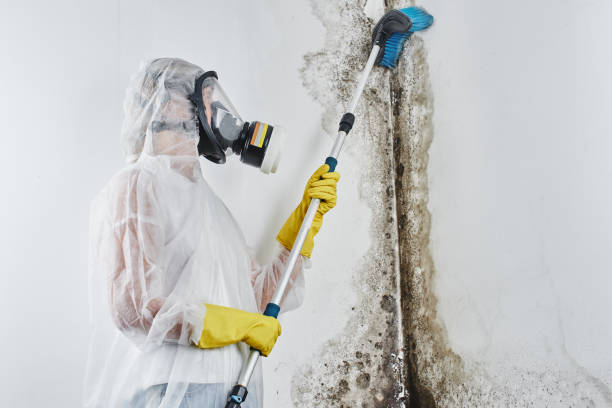 Best Attic Mold Removal  in South Lancaster, MA