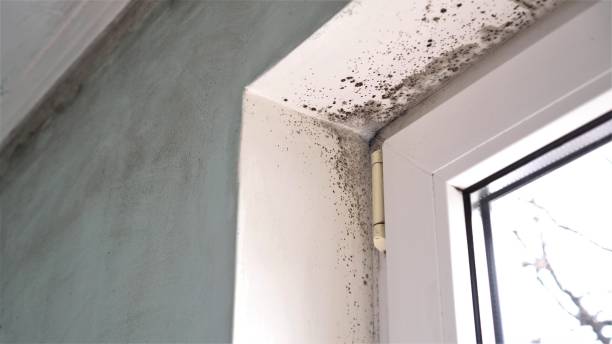 Mold Removal Process in South Lancaster, MA