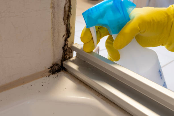 Best Best Mold Removal Companies  in South Lancaster, MA