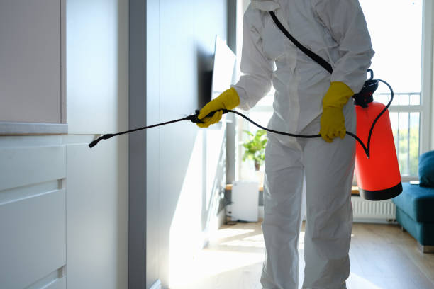 Best Mold Removal Near Me  in South Lancaster, MA