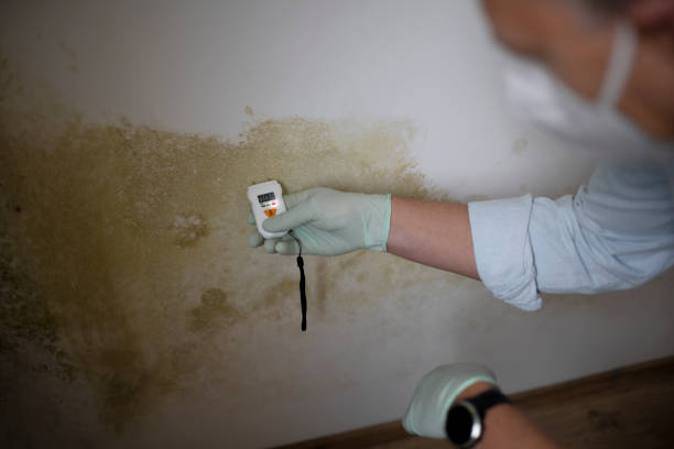 Best Black Mold Removal  in South Lancaster, MA