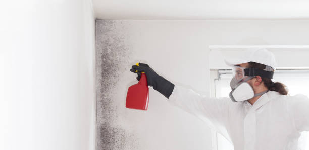 Mold Testing and Removal in South Lancaster, MA