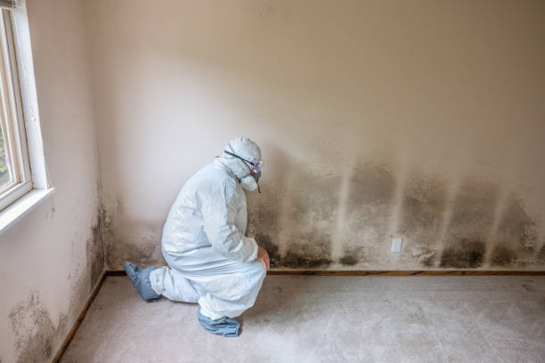 Best Mold Removal Process  in South Lancaster, MA