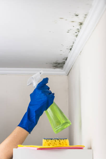 Best Home Mold Removal  in South Lancaster, MA