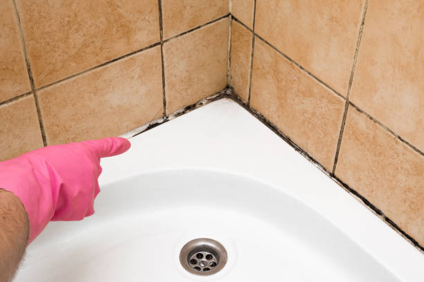 Best Office Mold Removal Services  in South Lancaster, MA